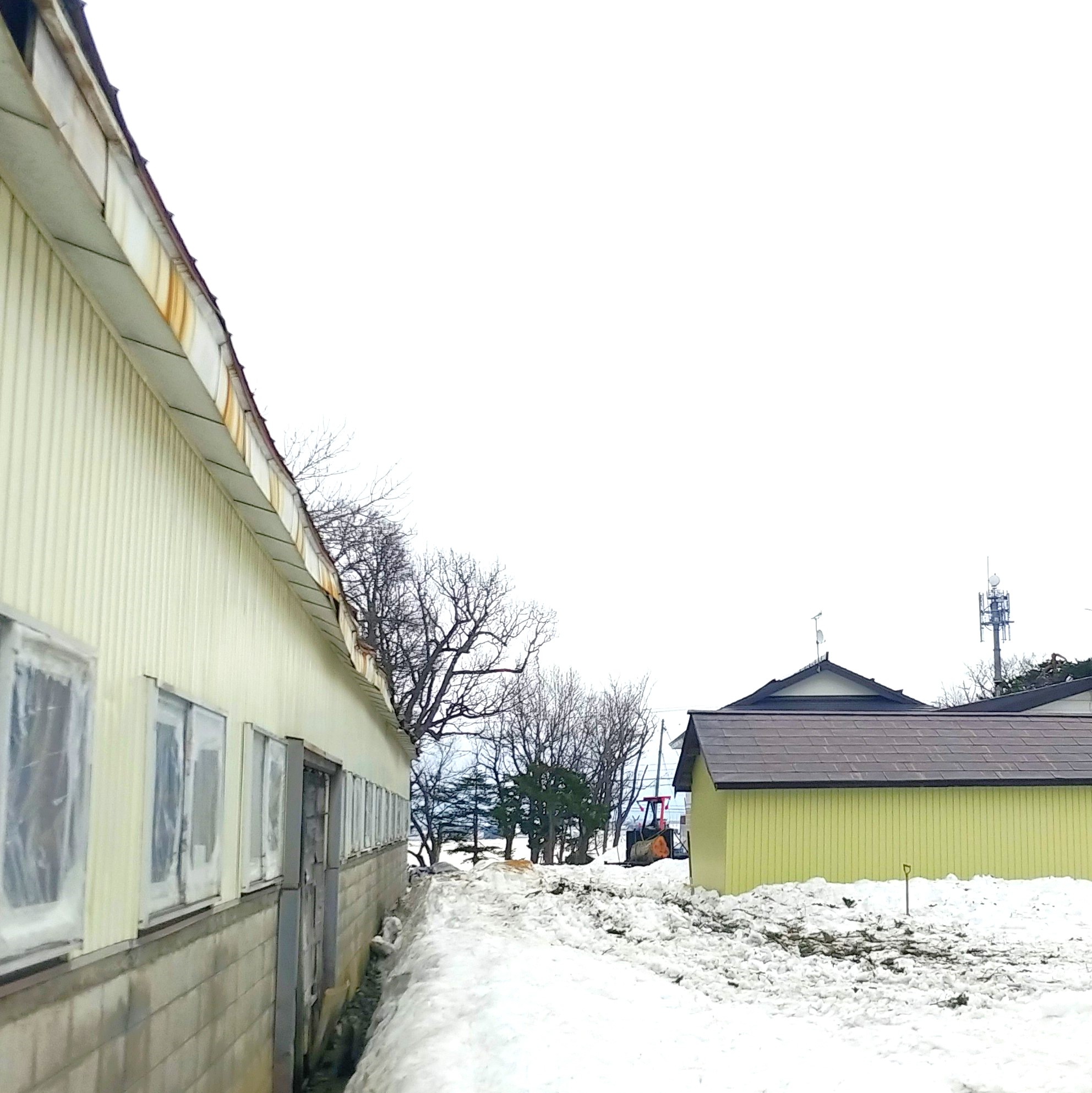 庭木伐採アフター:危険木撤去後(北空知・施工後)