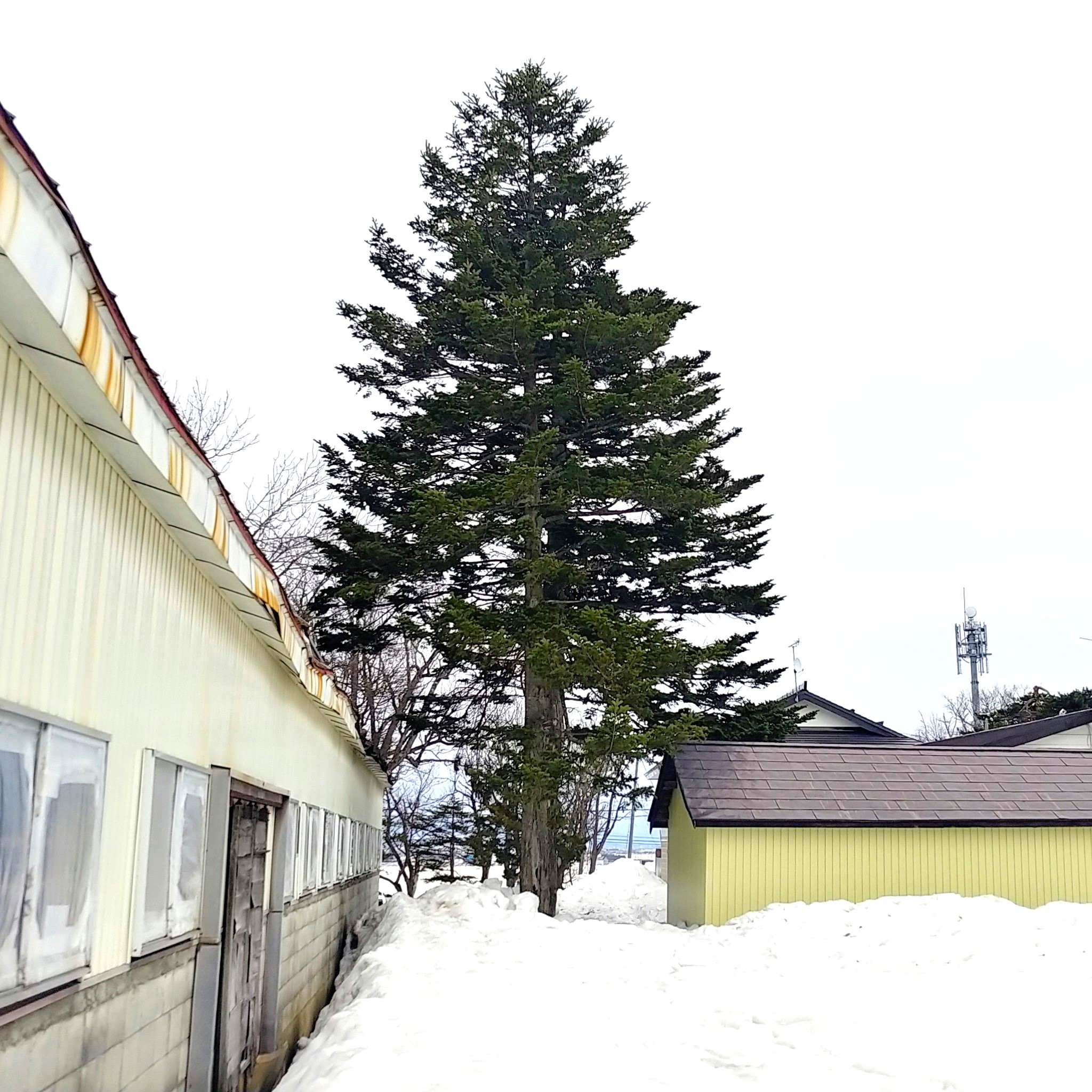 庭木伐採ビフォー:建物に近接した大型針葉樹(北空知・施工前)