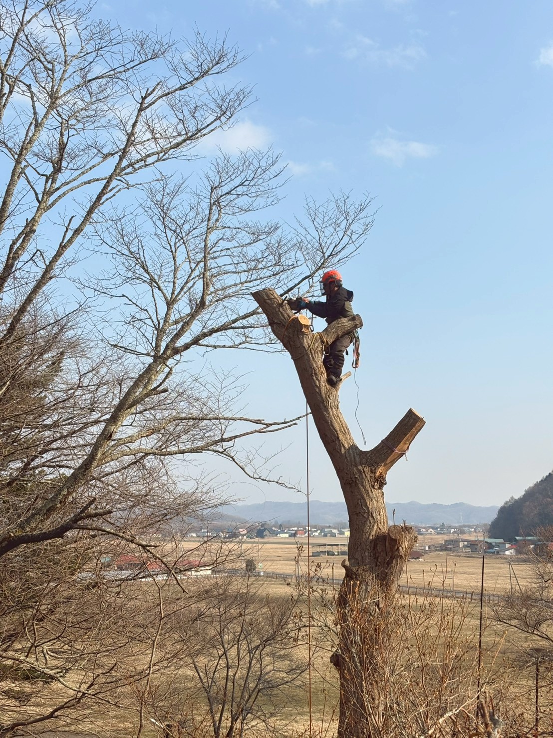 北竜町・特殊伐採作業 - ロープクライミングで高木に登る自然下スタッフ